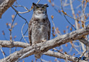 Bubo virginianus